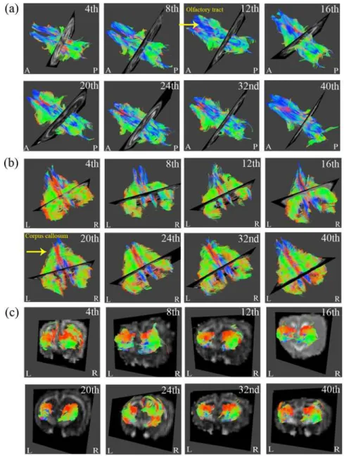 Fig 3. Regional brain DTI tractography from 4- to 40-week-old rabbits. The three regions presented in (a) to (c) include the olfactory tracts, corpus callosum and hippocampus, respectively