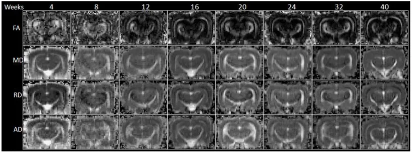 Fig 5. The FA, MD, RD and AD mapping of 4- to 40-week-old rabbit brains derived from DTI