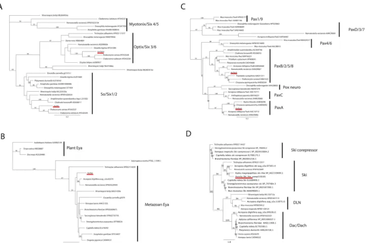 Fig 2. Maximum likelihood phylogenetic analyses of Six (A), Eya (B), Pax (C) and Dach (D) protein families