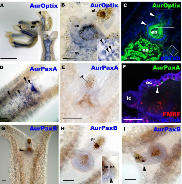 Fig 4. AurOptix, AurPaxA and AurPaxB mRNAs are differentially expressed outside the domain of eye development