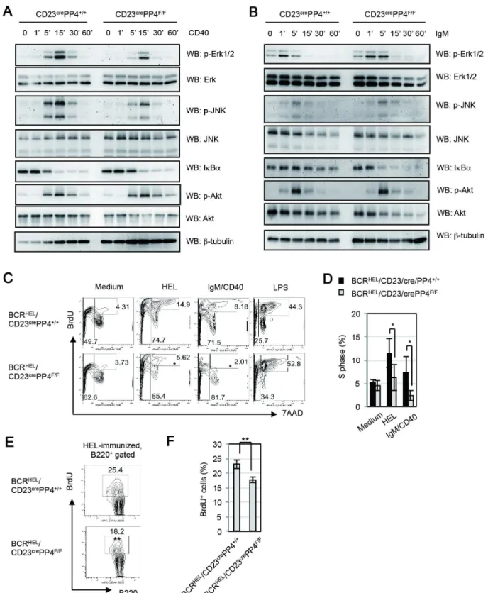 Figure 8. PP4-deficient B cells exhibit reduced CD40-mediated ERK and JNK activation, abnormal BCR-mediated IkBa degradation and reduced BCR/CD40-mediated S phase entry