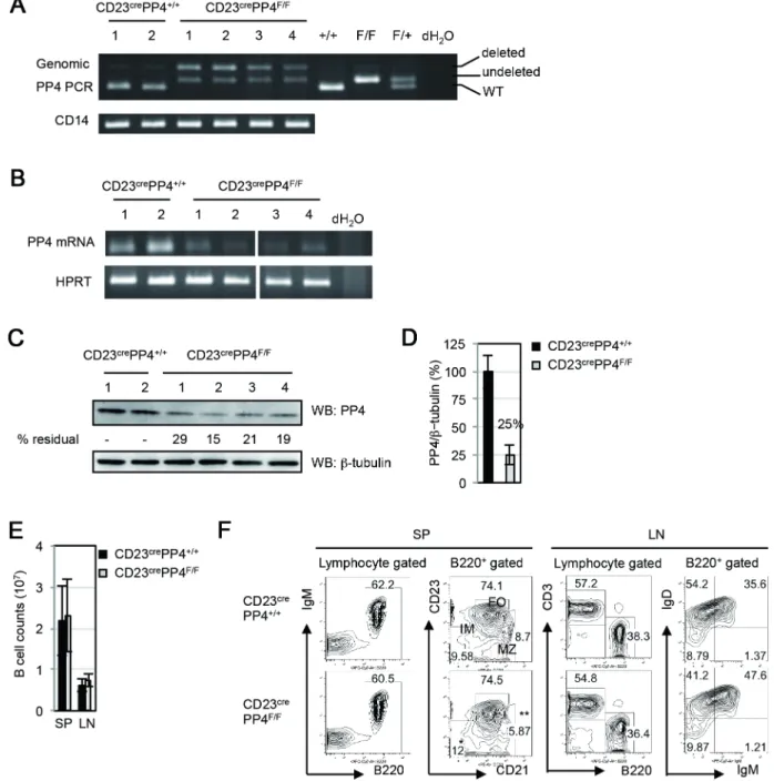 Figure 1. Efficiency of pp4c deletion. (A) Top panel: PCR analysis of genomic DNA from splenic B cells of WT (n = 2) and CD23 cre PP4 F/F (n = 4) mice showing products representing the WT pp4c allele (+/+), the pp4c floxp allele (undeleted F/F), and the de