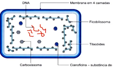 Figura 3- 1: Estrutura de uma cianobatéria (Fonte: CALIJURI et al., 2006).  