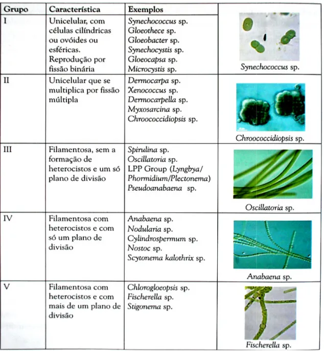 Tabela  3-  1:  Princip CALIJURI et al, 2006) 