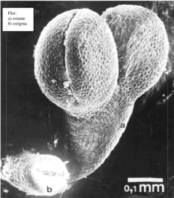 Figura 3- 4: Flor de Spirode 1999) 