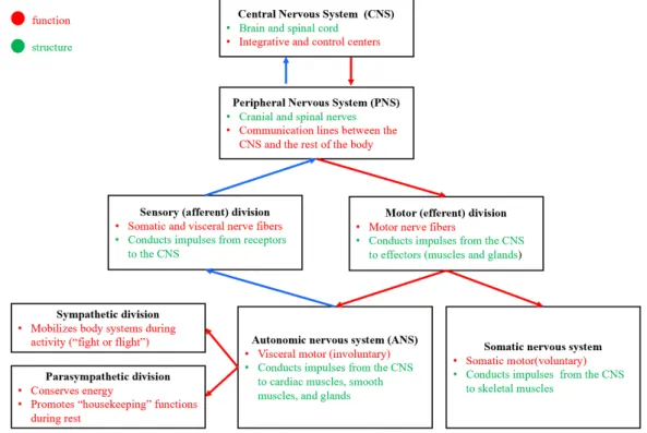Figure 2.2: Diagram portraying the major divisions of the nervous system and its main functions and general structure.