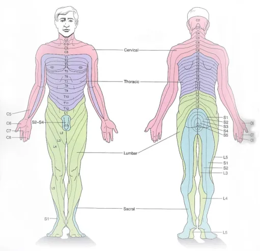 Figure 2.4: The area of skin supplied by a single spinal nerve is called a dermatome. In the trunk the dermatomes are roughly horizontal
