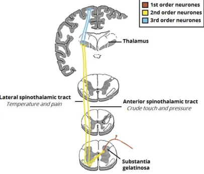 Figure 2.6: The spinothalamic tracts, which carry the sensory information of crude touch, pressure, pain and temperature