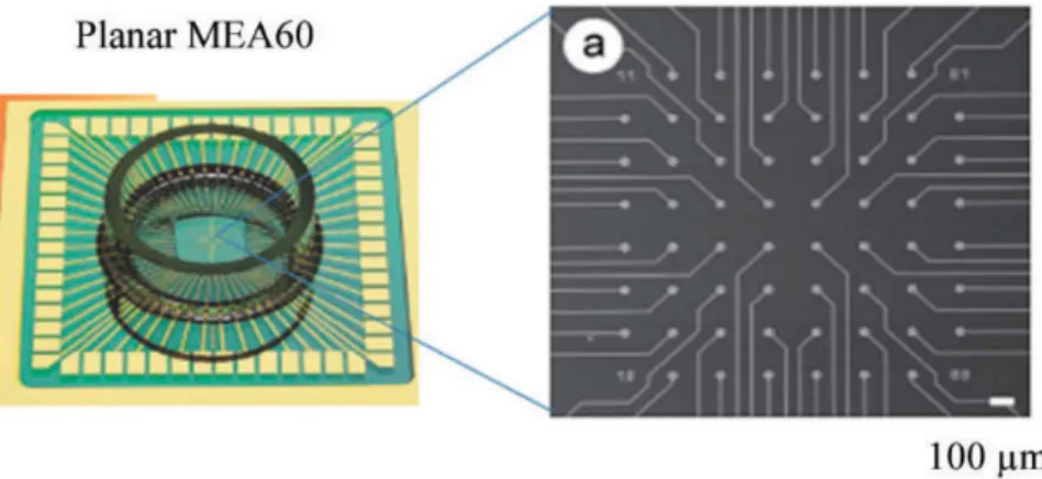 Figure 2.10: Planar MEA. On the left, overview of the MEA60 chamber; on the right, design of MEA60, where it is possible to see the 60 microelectrodes connected to strip conductors that the recording field is composed of 60 microelectrodes connected to str