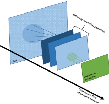 Figure 3.1: Model architecture. The stimulus information is transmitted through a series of layers.