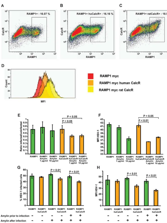 Figure 9. Signaling through CalcR inhibits virus replication in HEK293T cells. HEK293T cells were transfected for 24 hours with plasmids encoding for either RAMP1 alone (A), or in combination with the human CalcR (huCalcR) (B) or rat CalcR (ratCalcR) (C)