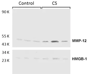 Fig. 4. Immunostained lung sections from control mice (panels a and c) and animals exposed to cigarette smoke over a 60-day period (panels b and d), showing matrix metalloproteinase 12 (MMP-12) expression (panels a and b) and high-mobility group box (HMGB-