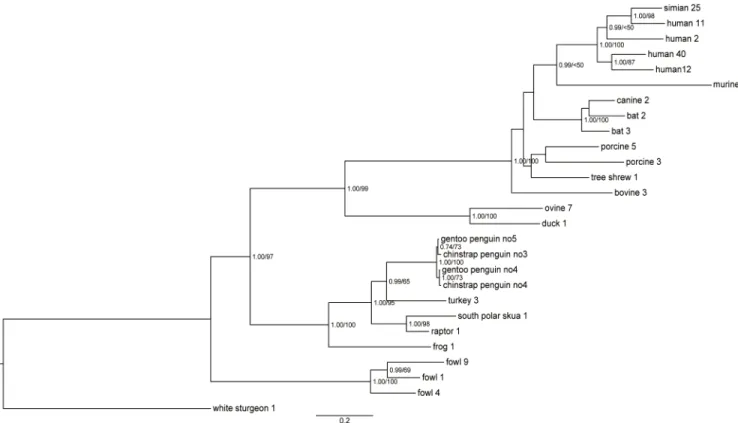 Fig 2. Phylogenetic analysis of amino acid sequences of penguin adenoviral hexon. The phylogenetic tree, based on entire hexon genome sequences of penguin adenoviruses, was generated using the Bayesian and maximum likelihood (ML) method
