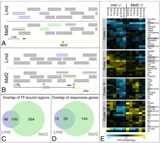 Figure 1. A global comparison of Lmd and Mef2 activity. (A) Schematic overview of a genomic region within an intron of the Mef2 locus: An exon (located on the antisense strand) is shown in orange