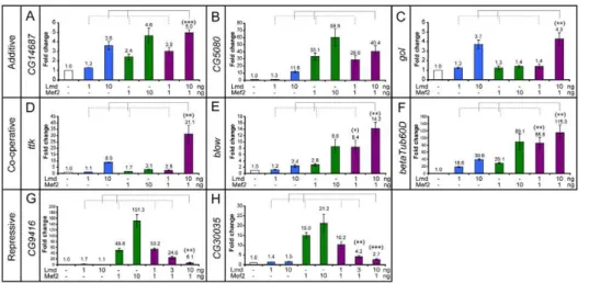 Figure 5. Different modes of co-regulation by Lmd and Mef2 in vitro . Minimal regions required for Firefly luciferase reporter activity in vitro were identified in the (A) CG14687, (B) CG5080, (C) gol, (D) ttk, (E) blow, (F) bTub60D, (G) CG9416 and (H) CG3