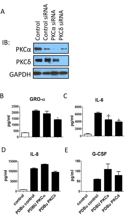 Figure 6. PDBu-induced cytokines were selectively regulated by different PKC sub-class isozymes