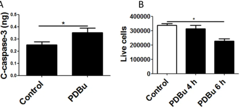 Figure 4. PKC activation induces cell death in lung epithelial cells. (A) The cleaved form of Caspase-3 is significantly increased after 4 hours of PDBu stimulation
