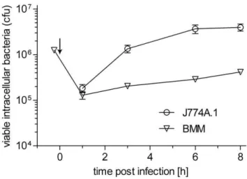 Figure 1. Growth of L. monocytogenes EGDe in BMM (triangles) and J774A.1 cells (circles)