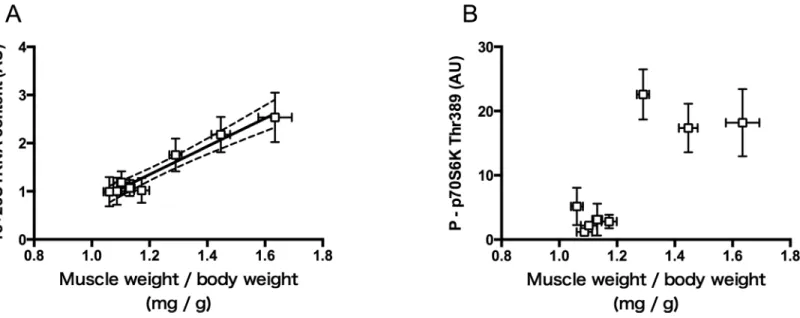 Fig 6. Relations between relative weight of the plantaris muscle and contents of 18+28S rRNA (A) and phosphorylated p70S6K (B)