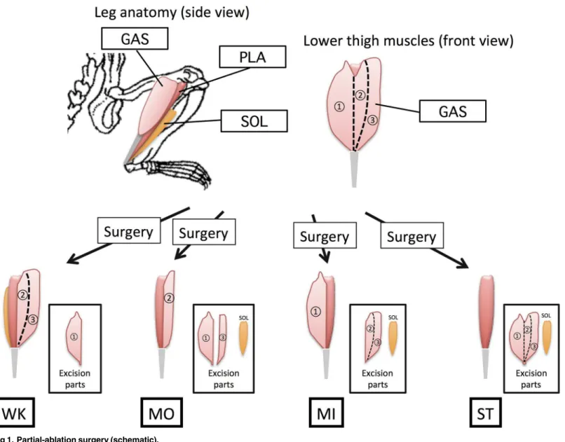 Fig 1. Partial-ablation surgery (schematic). doi:10.1371/journal.pone.0147284.g001