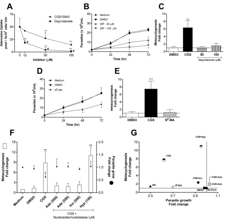 Figure 3. Control of metacyclogenesis in vitro . (A) Uptake of [ 3 H]adenosine by mid-log phase promastigotes of L