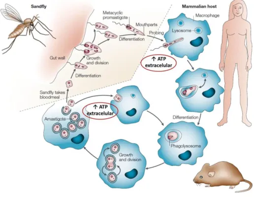 Figura  1.  Ciclo  de  vida  do  parasito  Leishmania.  Parasitos  do  gênero  Leishmania  são  transmitidos  por  fêmeas  de  flebotomíneos,  que  durante  seu  repasto  sanguíneo  no  hospedeiro  mamífero,  ingerem  macrófagos  infectados  com  amastigot