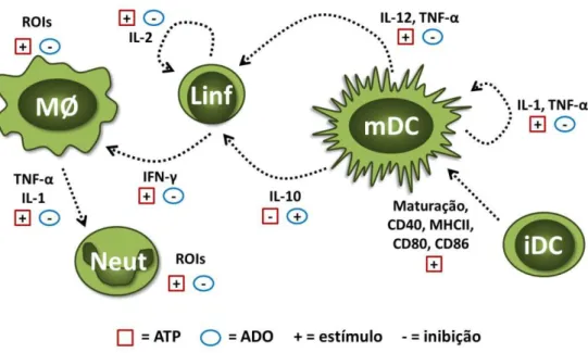 Figura  2.  Efeitos  do  ATP  e  da  adenosina  sobre  células  do  sistema  imune.  O  ATP  presente  no  meio  extracelular  atua  sobre  diversas  células