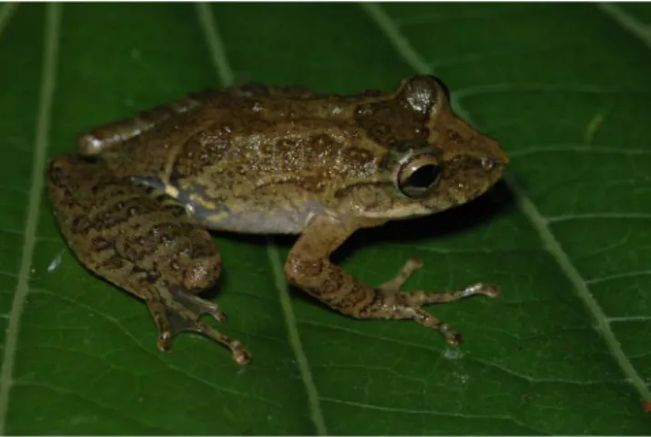 Figura 13.  Macho adulto de Melanophryniscus moreirae, Itamonte, município  de Itatiaia, Estado de Minas Gerais, sudeste do Brasil