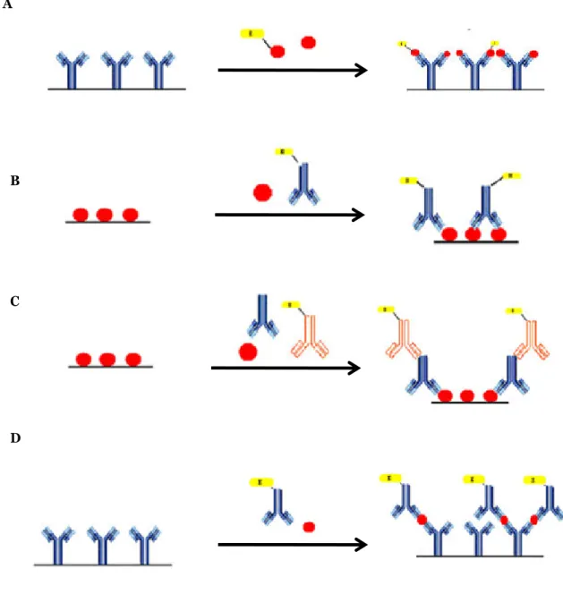 Figure 4. Schematic representation of different immunoassays formats. (adapted from Ricci  et al