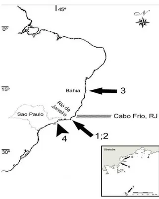 Figure  1.  Previous  southern  distribution  limits  in  the  western  Atlantic  Ocean  for  Inachoides  forceps  (arrow  1);  Microphrys  antillesis  (arrow  2)  and  Mithraculus  sculptus  (arrow  3)