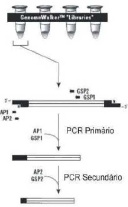 Figura  01  –  Representação  esquemática  da  reação  de  GW  segundo  o  kit  Universal  GenomeWalker  (Clontech)