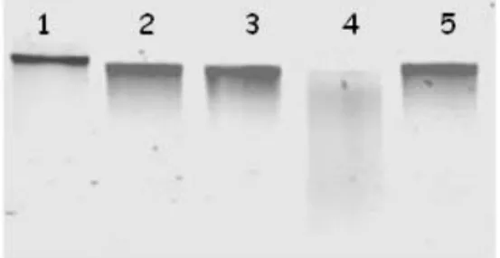 Figura 3 - DNA genômico de café digerido com enzimas de restrição para construção das bibliotecas de  GW