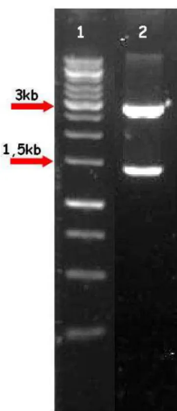Figura  5  –  Análise  da  digestão  de  um  dos  clones  recombinantes  em  vetor  pGEM-Teasy  (3  kb)  com  a  enzima  EcoRI  1