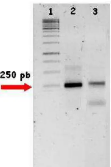 Figura  8  –  PCR  confirmatório  do  posicionamento  do  produto  de  GW  do  candidato  com  expressão  específica em fruto em relação ao EST de origem