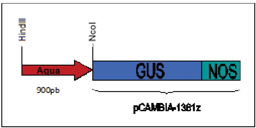 Figura 9. Amplificação do fragmento Aqua com os oligos contendo os sítios para as enzimas de restrição  HindIII e NcoI