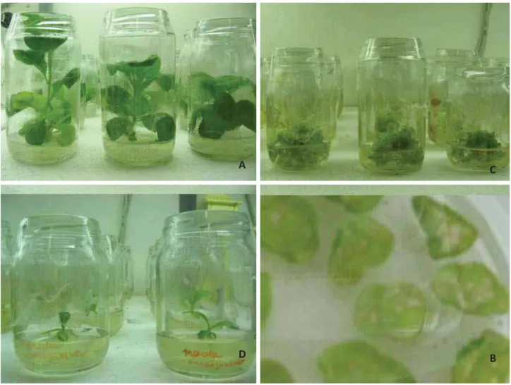 Figura 11. Etapas de transformação de tabaco. A) plantas de tabaco selvagem in vitro. B) discos foliares de  tabaco em regeneração pós-infecção com A