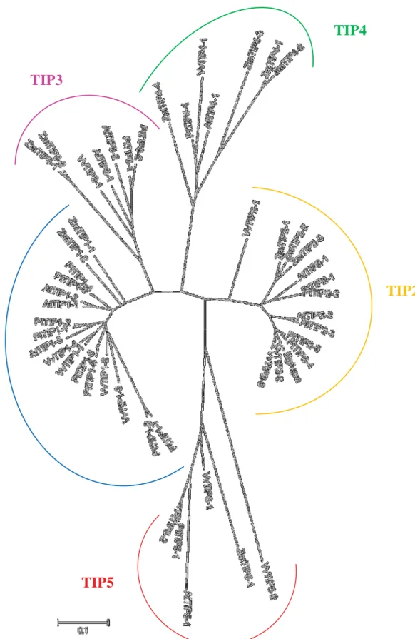 Figura 16. Árvore filogenética construída a partir de sequências de aminoácidos de aquaporinas da subfamília  TIP( tonoplast intrinsic proteins)  de Arabidopsis thaliana, Zea mays, Populus trichocarpa, Vitis vinifera e a  sequência em estudo proveniente de