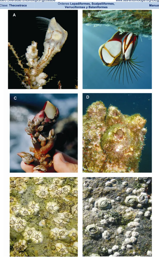 Figura  3.  Fotografias  de  espécies  da  superordem  Thoracica  que  se  distribuem  na  Península  Ibérica  e  na  Macaronésia