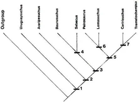 Figura  6  -  Cladograma  com  as  relações  filogenéticas  para  alguns  táxons  de  Crocodyliformes