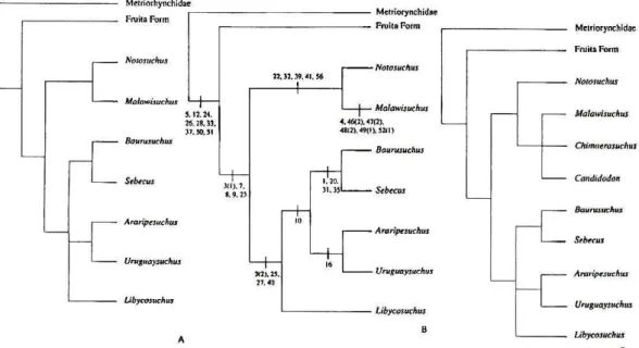 Figura 9 - Hipóteses filogenéticas de Gomani (1997): A) consenso estrito das árvores mais parcimoniosas,  sem  Chimaerasuchus  paradoxus;  B)  uma  das  três  árvores  mais  parcimoniosas;  C)  consenso  das  nove  árvores mais parcimoniosas, com Chimaeras