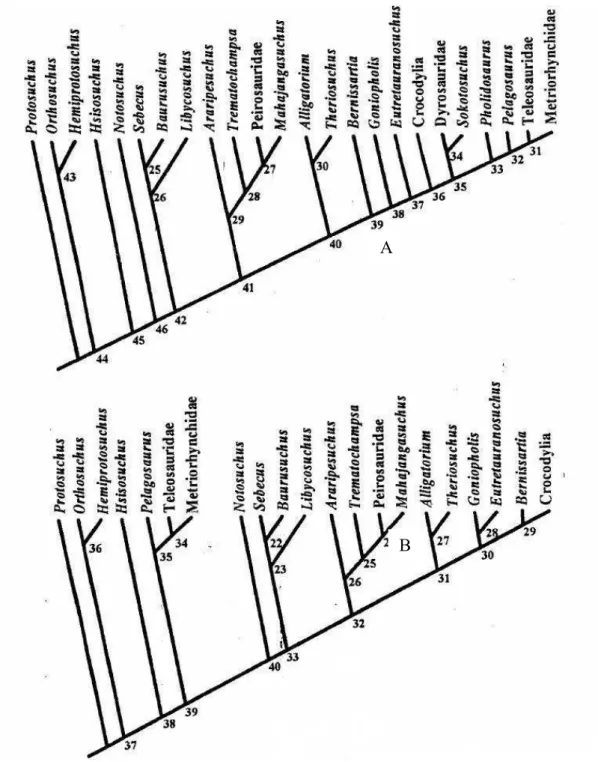 Figura 11 - Consensos estritos das 17 árvores mais parcimoniosas: A: com todos os táxons presentes; B:  sem Dyrosauridae, Sokotosuchus Halstead 1975 e Pholidosaurus Meyer 1841 (retirado de BUCKLEY &amp;  BROCHU, 1999)