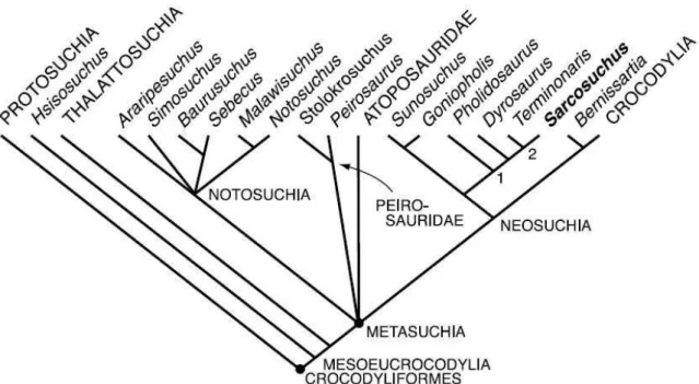 Figura 15 - Cladograma de Consenso estrito das 196 árvores mais parcimôniosas de Sereno et al
