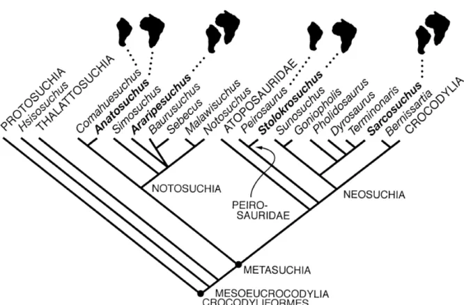 Figura 17 - Consenso estrito das duas árvores mais parcimoniosas. Os ícones continentais definem táxons  que compartilham distribuição transatlântica (retirado de Sereno et al., 2003)