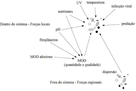 Figura  1:  Diferentes  fatores  potencialmente  moduladores  da  composição  da  comunidade  bacteriana  (BCC)  em  sistemas  aquáticos  de  água  doce