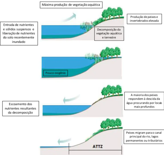 Figura  3:  Esquema  do  conceito  de  pulso  de  inundação  mostrando  as  diferentes  fases  e  as  alterações nas características do sistema (Extraído e modificado de Bayley (1995))