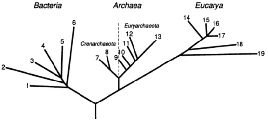 Figura  1:  Arvore  filogenética  dos  três  domínios  proposto  por  Woese  et.  al.  (1990)