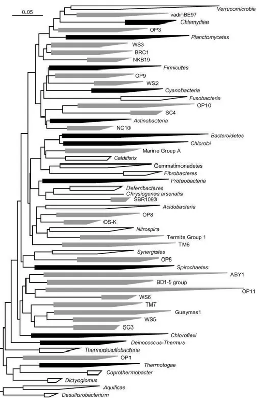 Figura 4: Árvore filogenética para o domínio Bacteria. Em preto os 12 filos propostos por Woese et  al.,  1987,  em  branco  os  14  filos  conhecidos  desde  1987  e  em  cinza  os  26  filos  composto  por  representantes  cultiváveis  desconhecidos