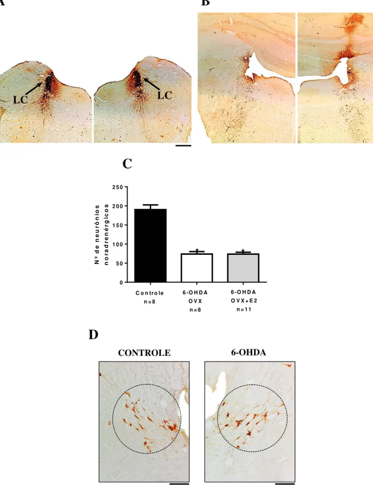 Figura 4. (A e B) Fotomicrografias representativas da imunoistoquímica para tirosina hidroxilase (TH)  no Locus coeruleus (LC) de animais do grupo sham (ácido ascórbico, a esquerda) e animais submetidos à 