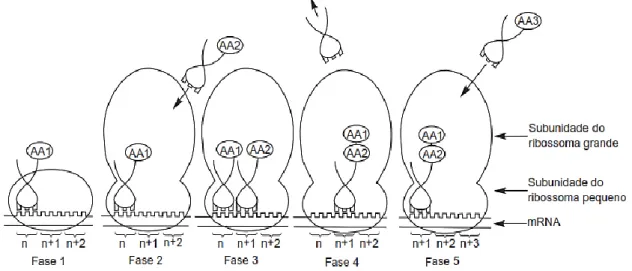 Figura 8 - Representação da sequência de eventos que ocorre no ribossoma. 
