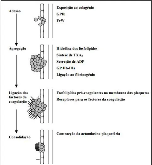 Figura 1: Principais mecanismos envolvidos na hemóstase primária (retirado de Coelho &amp; Moreira,  2001)